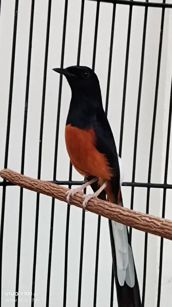 Murai dewasa prestasi