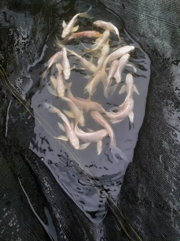 Jual koi platinum slayer ukuran 15 cm paket 20 ekor