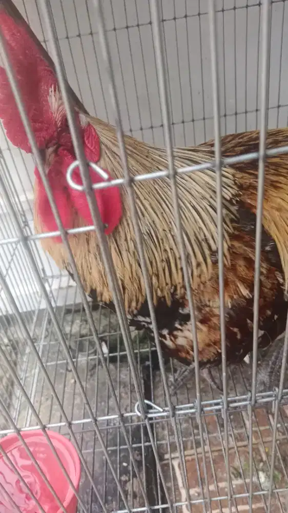 Ayam ketawa sehat besar cantik rakus makan edisi kurangi momongan