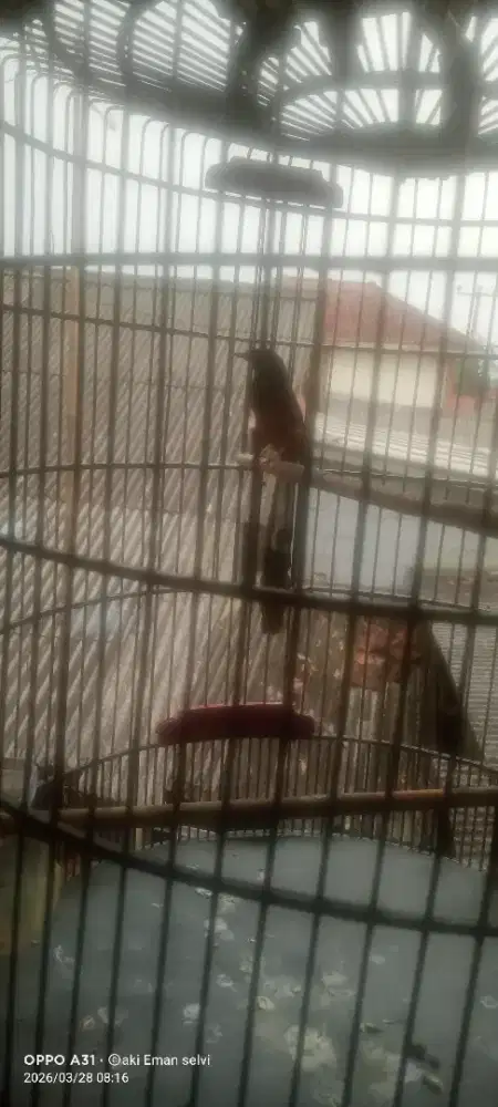 Jual murai hutan bagus mulus