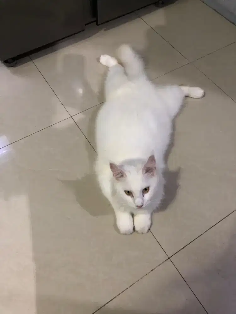 Butuh ART yg bisa setir motor dan nginap