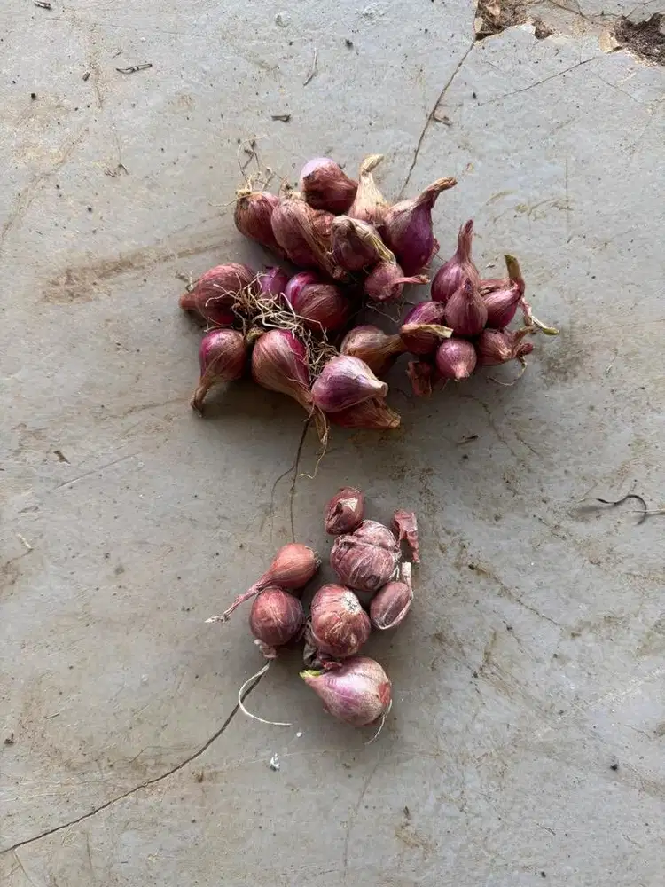 Dibutuhkan ART wilayah tangerang