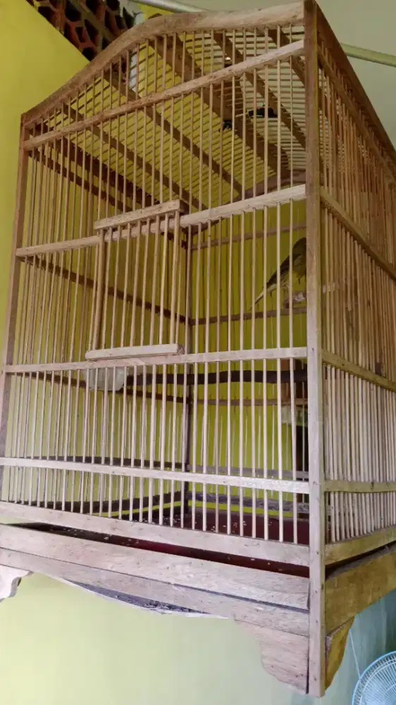 Kenari Gacoran Warna ijo botol