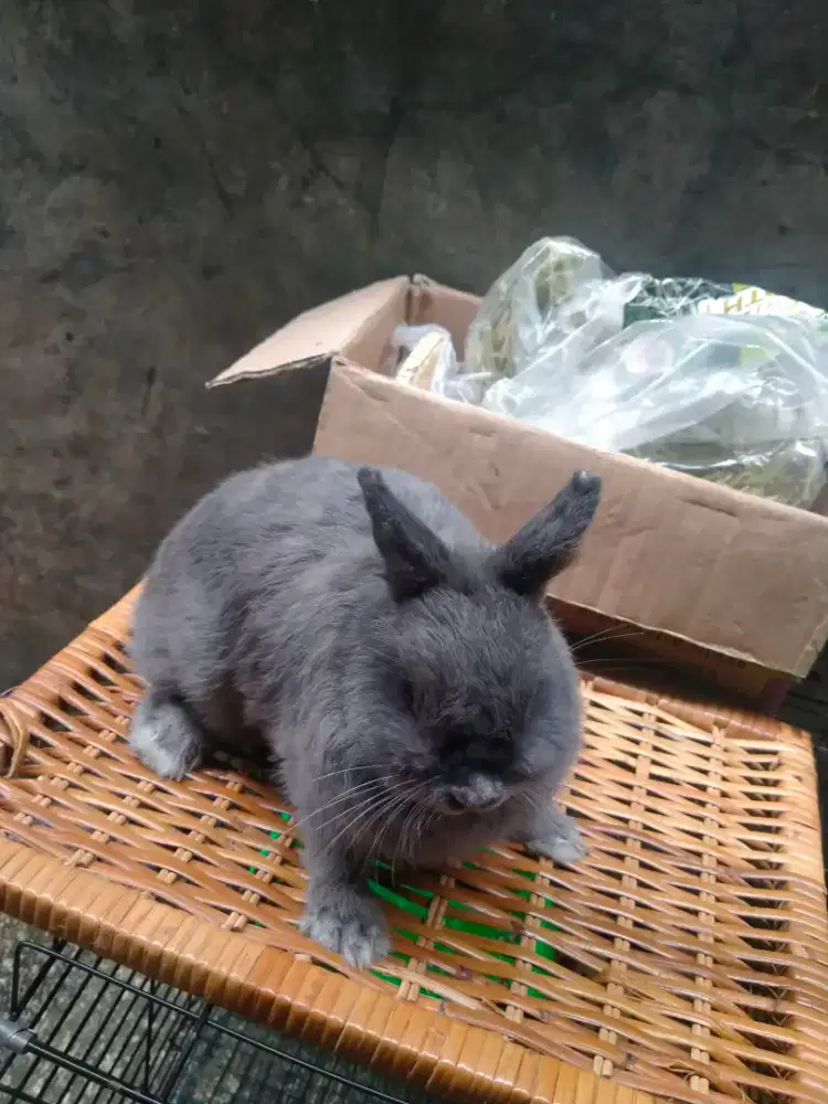 Kelinci nederland dwarf ND sepasang