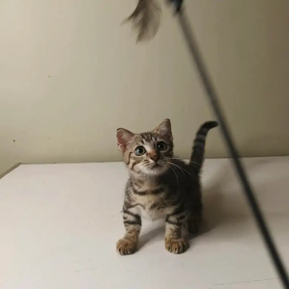 Kitten Munchkin Mix Jantan – Struktur Pendek, Aktif & Sehat