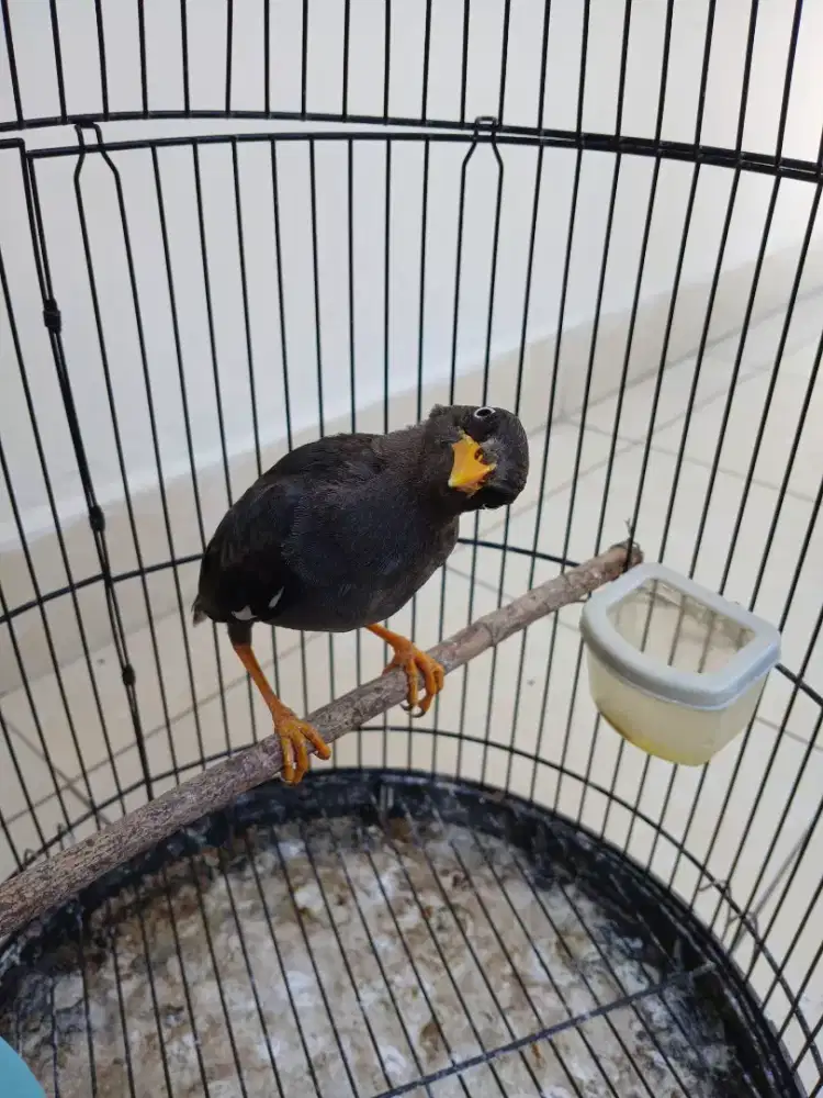 Jual burung jalak kebo dan sangkarnya