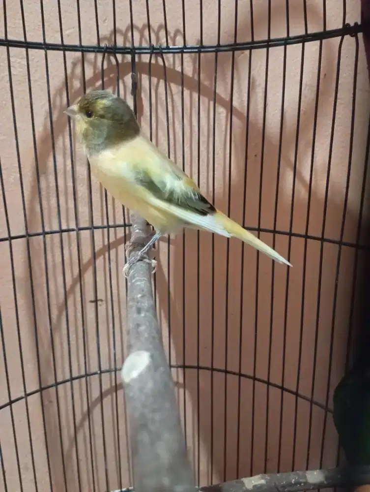 Burung kenari jantan bon simetris rajin ngerol