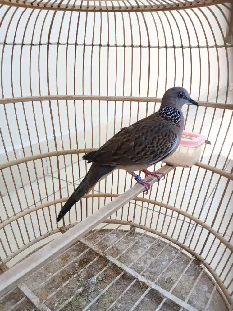 Jual burung terkukur dan sangkar