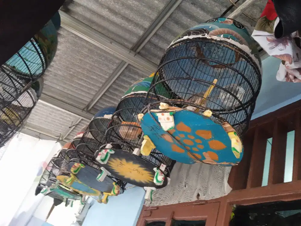 Perkutut lokal ful set sangkar