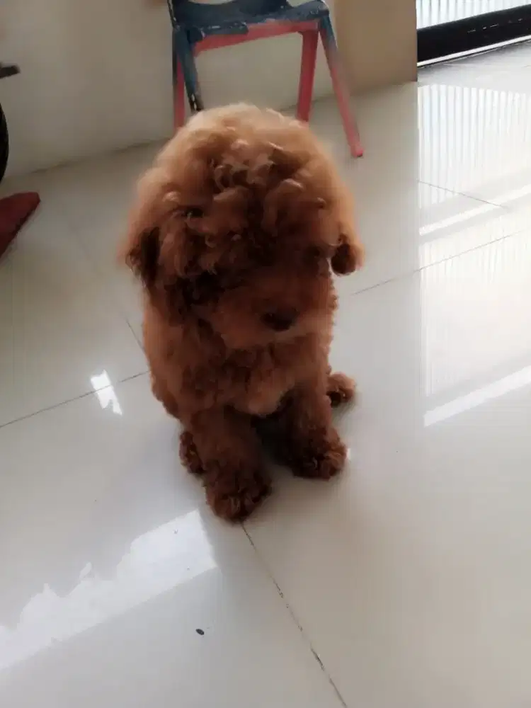 Anjing Poodl sehat lincah