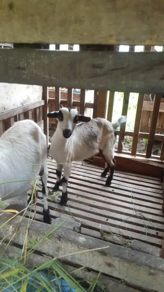 Kambing hias mini kacamg orii