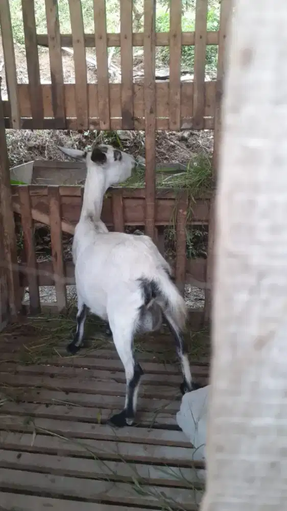 Kambing hias mini kacamg orii induk hamill
