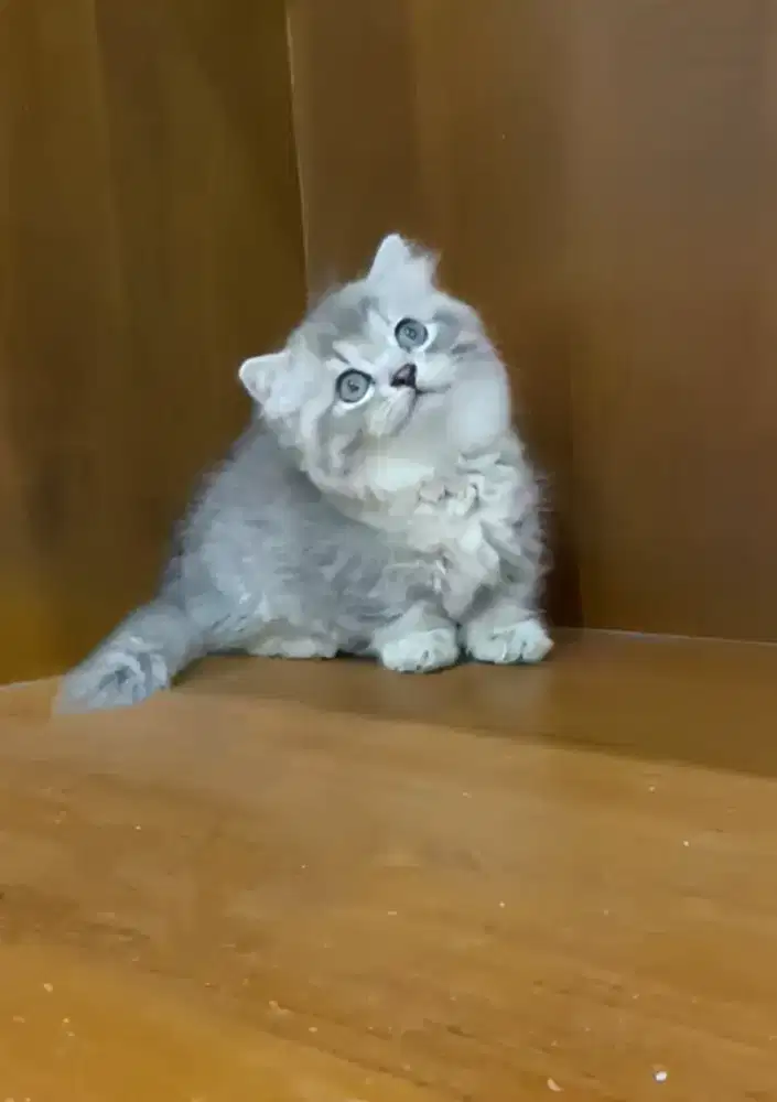 MUNCHKIN BRITISH LONGHAIR