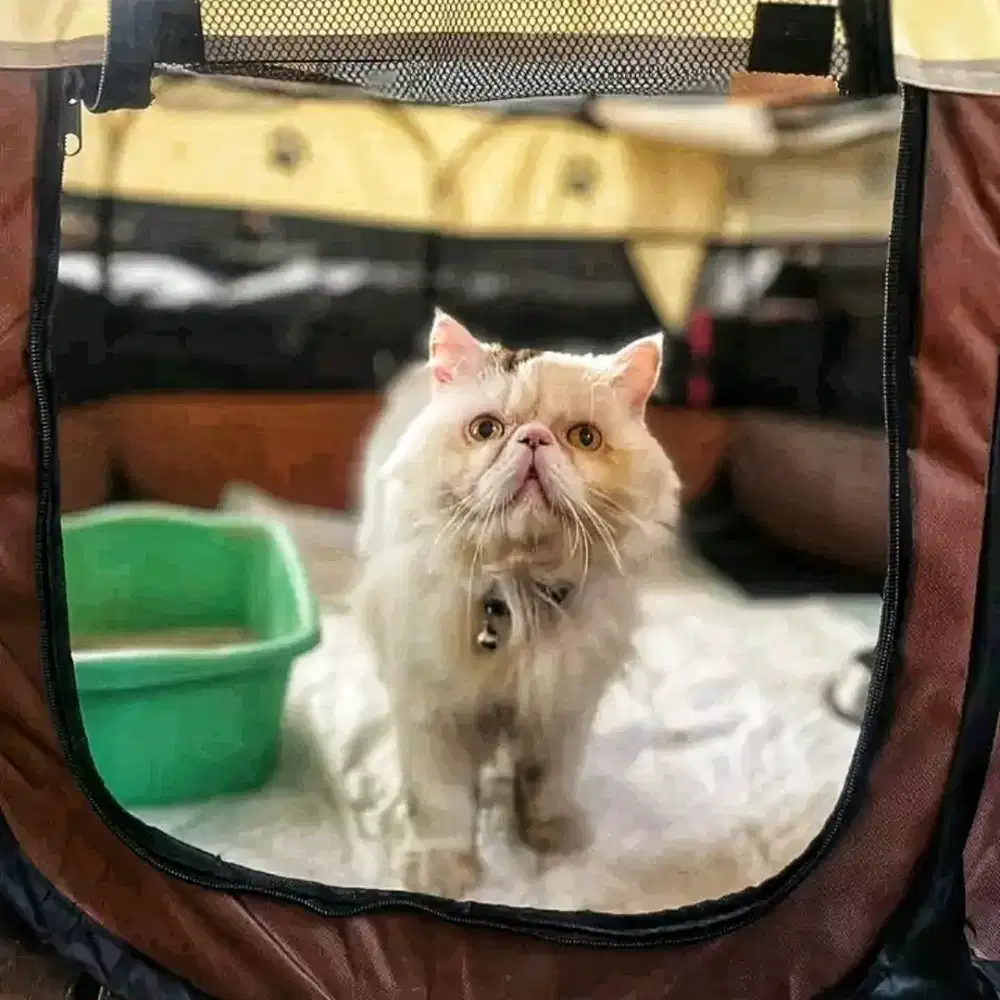 Pacak Kawin Kucing Persia Peaknose