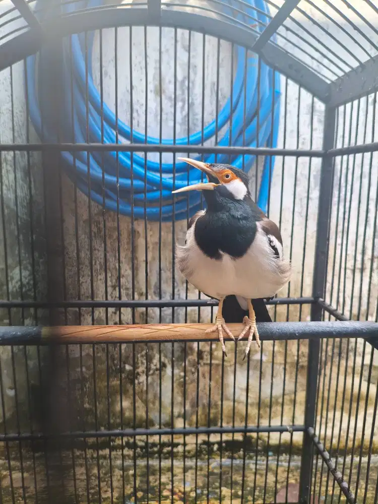 Jalak Uret Jawa Istimewa Kepanjen Malang