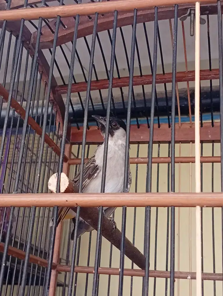 Kutilang Jinak alarm subuh