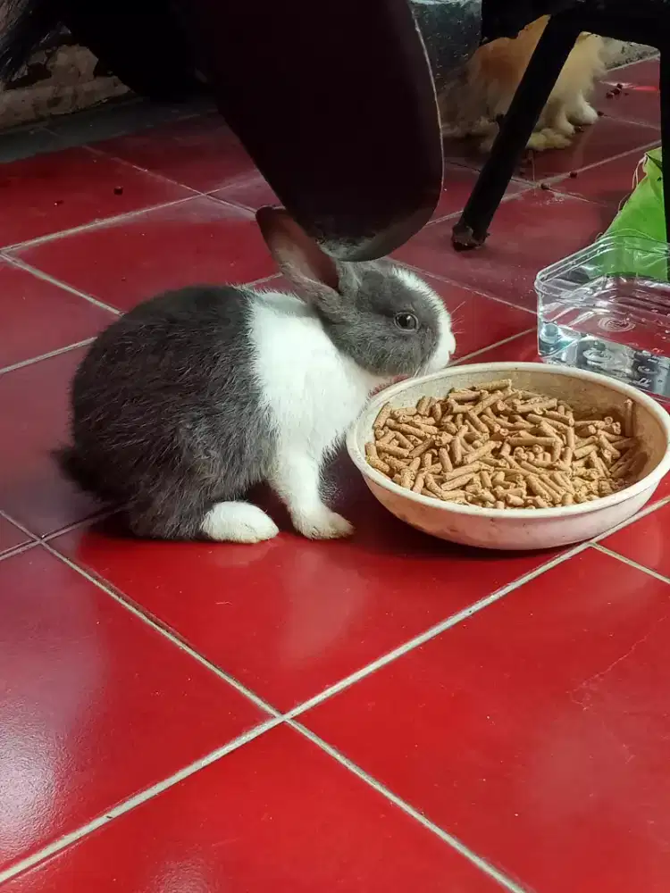 Kelinci anggora lokal umur 2bln jantan