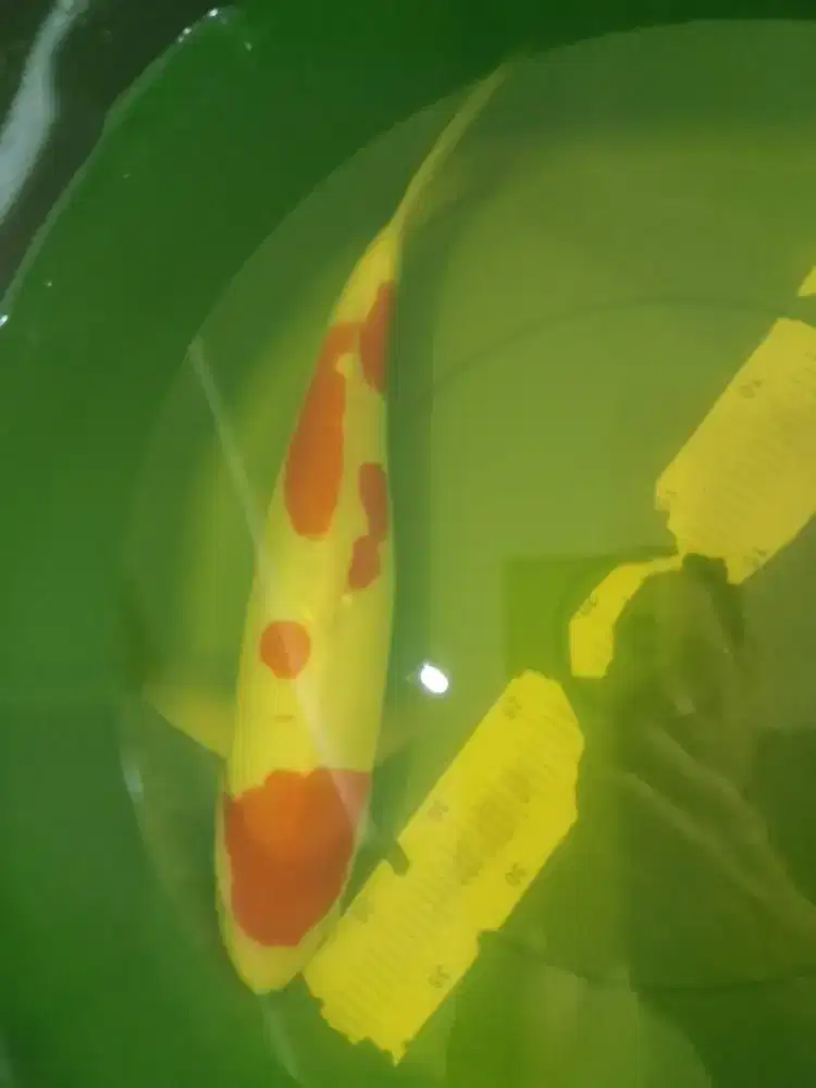 Ikan koi jenis Kohaku DOITSU 37cm HQ