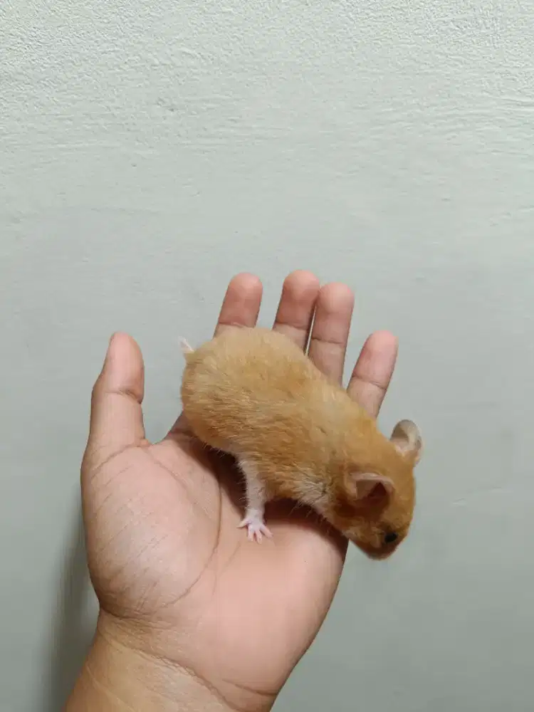 Hamster betina syirian orange  proven 1x produksi