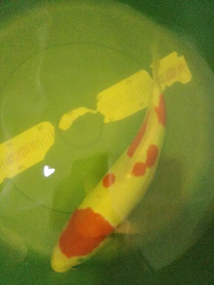 Ikan koi jenis Kohaku DOITSU 37cm pola original