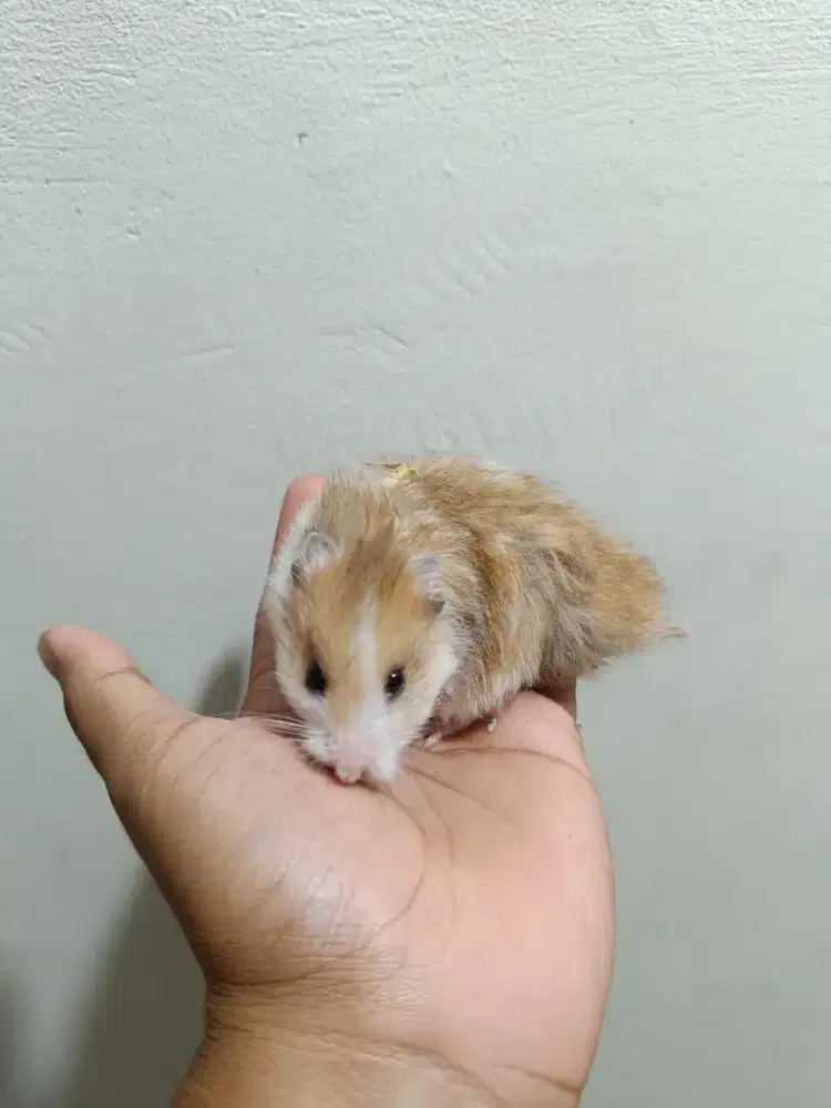 Hamster syirian betina bigbone  tricolor