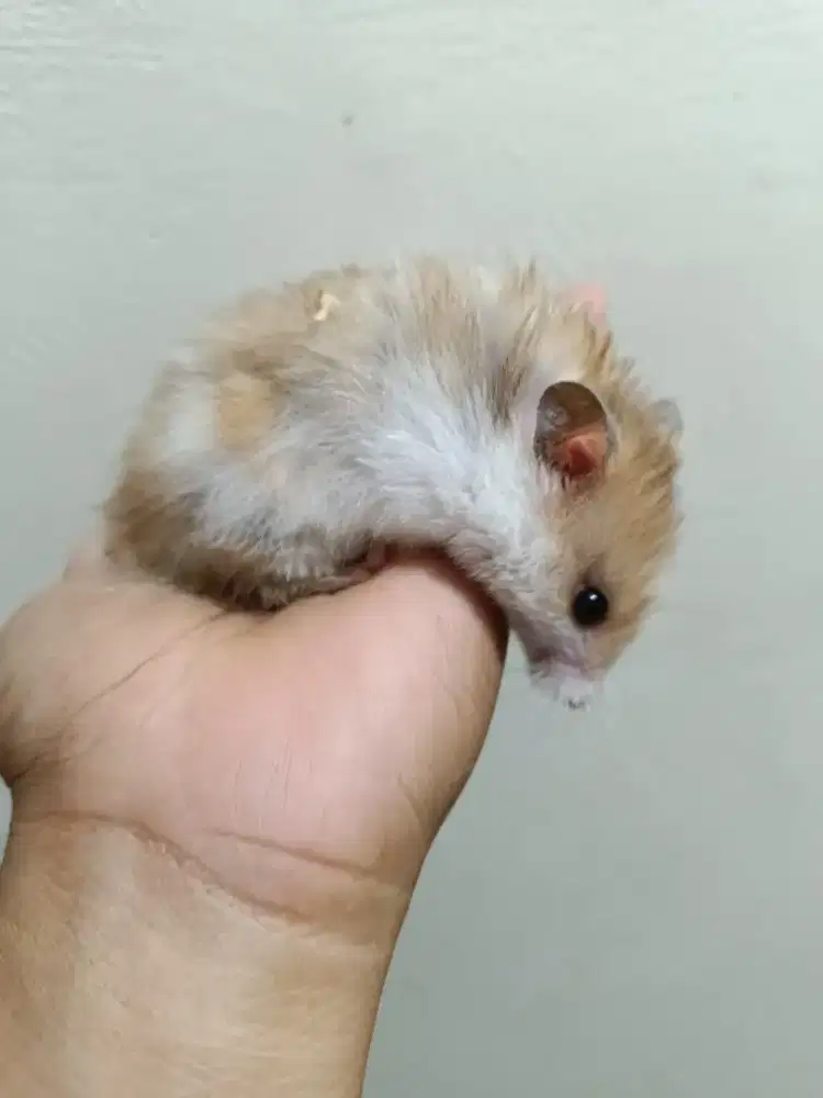 Hamster betina syirian tricolor bigbone