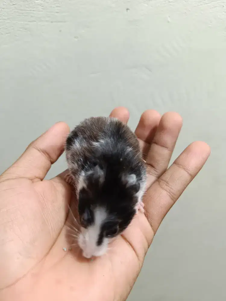 Hamster betina syirian panda