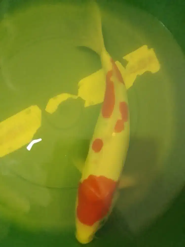 Ikan koi jenis Kohaku DOITSU 37cm