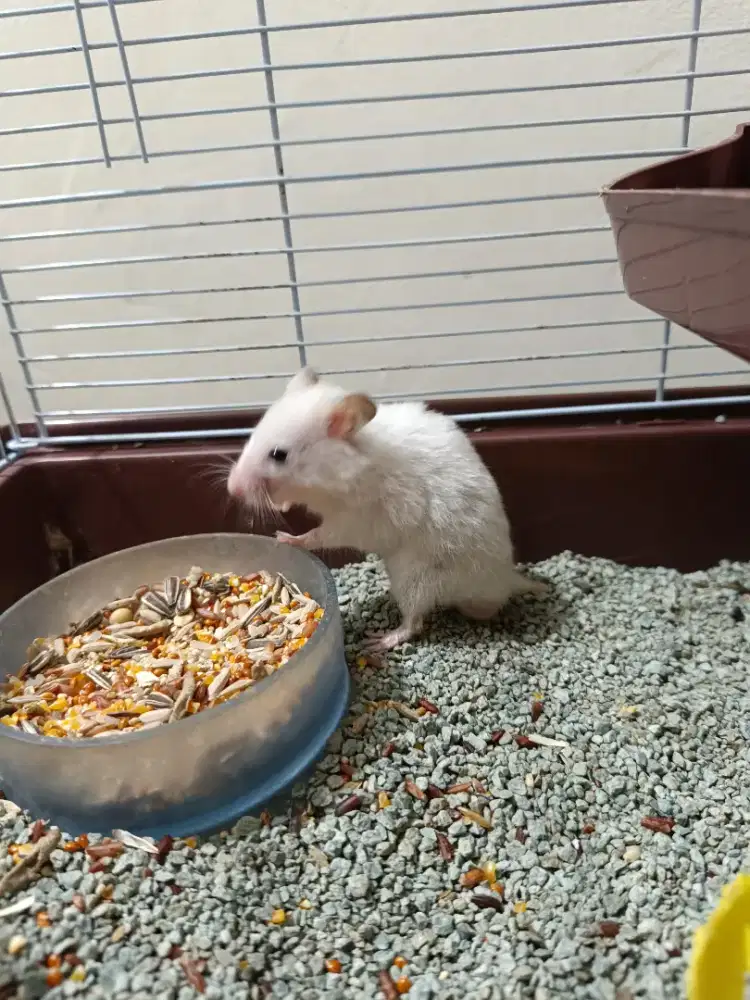 Hamster syirian jantan putih mata hitam