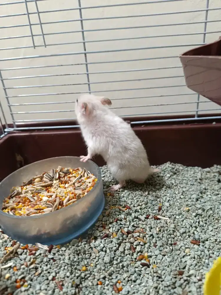 Hamster syirian jantan putih polos mata hitam