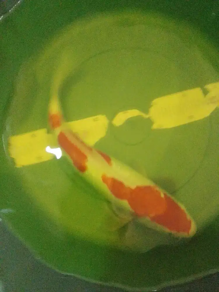 Ikan koi jenis Kohaku DOITSU 36cm HQ
