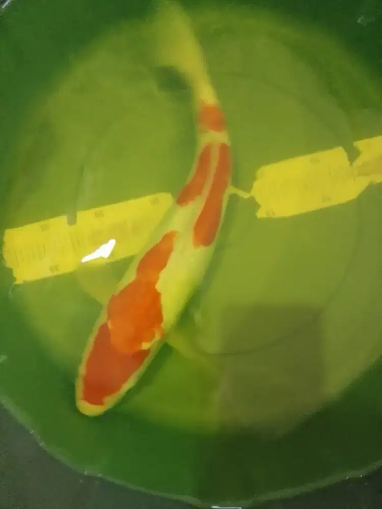 Ikan koi jenis Kohaku DOITSU 36cm HQ