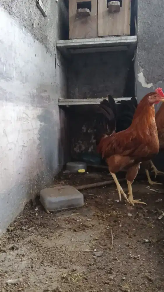 Pejantan ayam ELBA