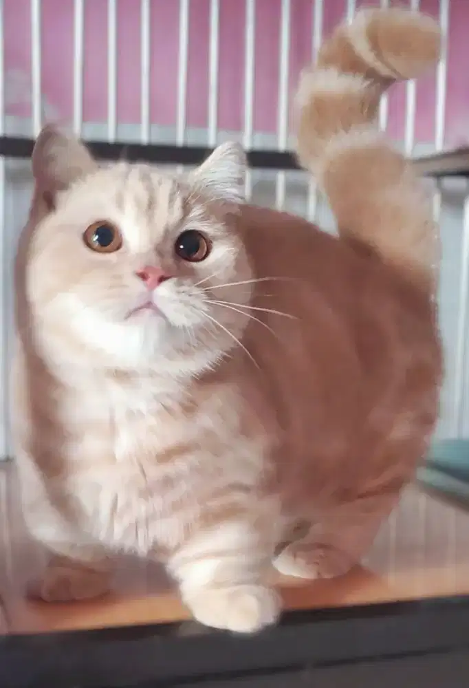 Kucing kitten munchkin bsh top standart jantan