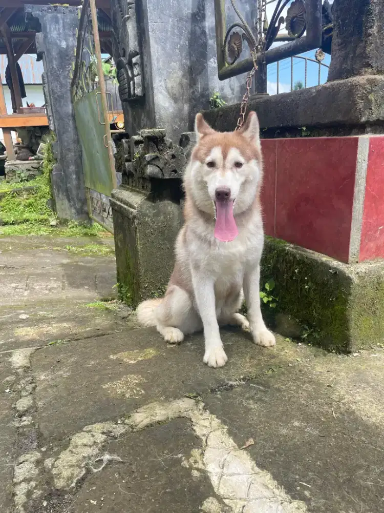 Indukan husky non stambum 1,5 tahun