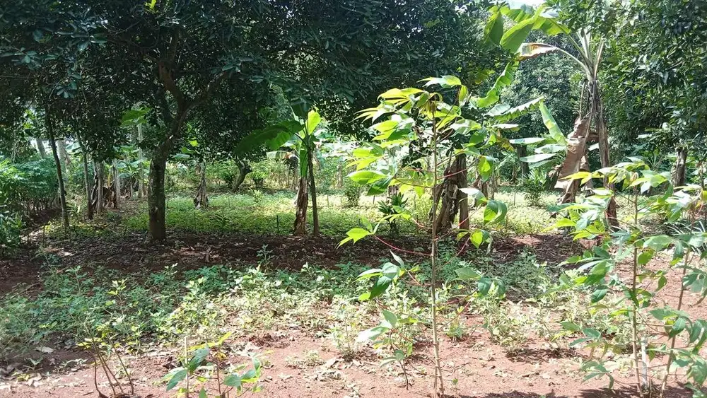 Jual Tanah 1.400m2 Subang Jawa Barat 185jt nego