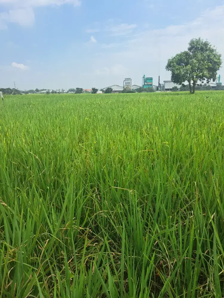 Dijual Tanah Sawah SHM