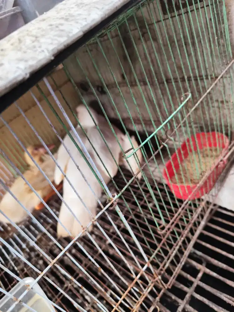 BEBEK ENTOG BERAT 2KG