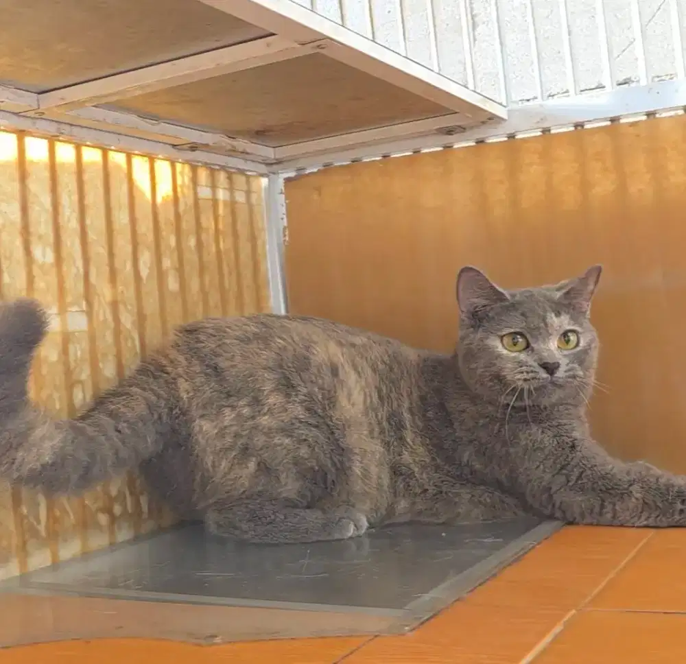 British shorthair tortie betina hamil