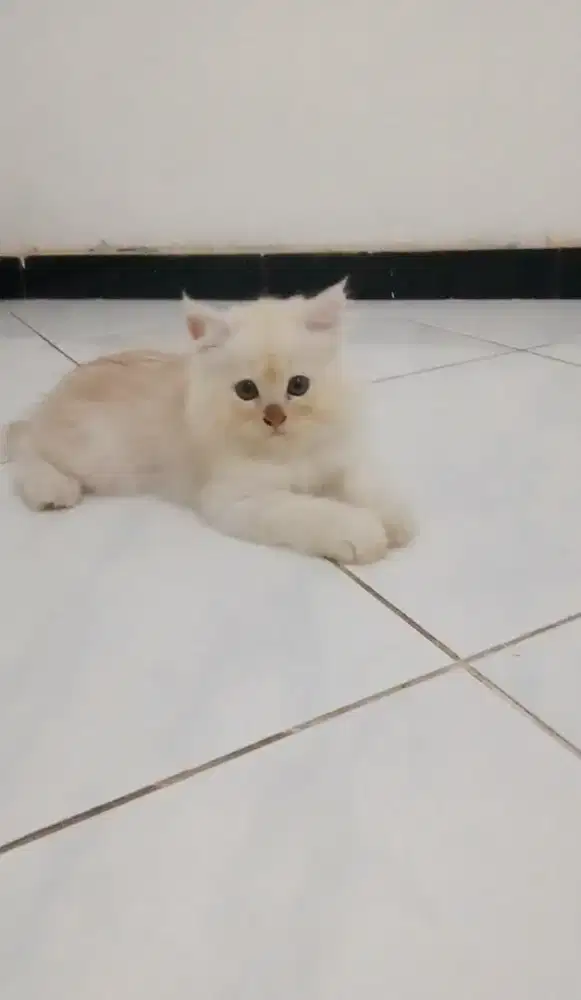 Lepas adopsi kitten Persia medium betina longhair +kandang besi