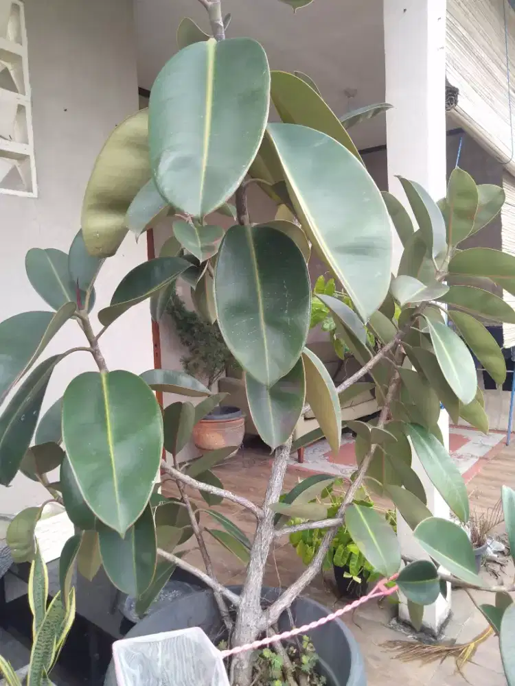 Tanaman hias terawat