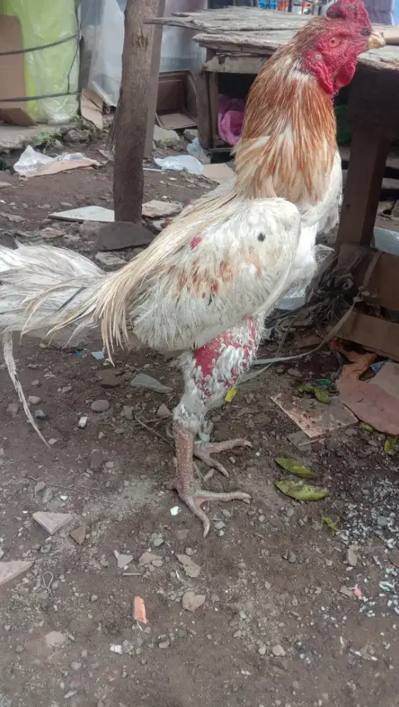 Dijual ayam siam