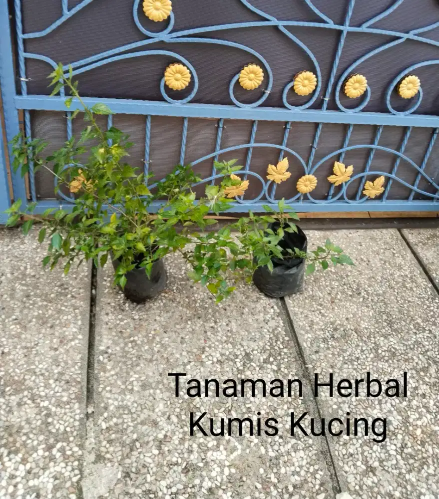 Tanaman Herbal Daun Kumis Kucing