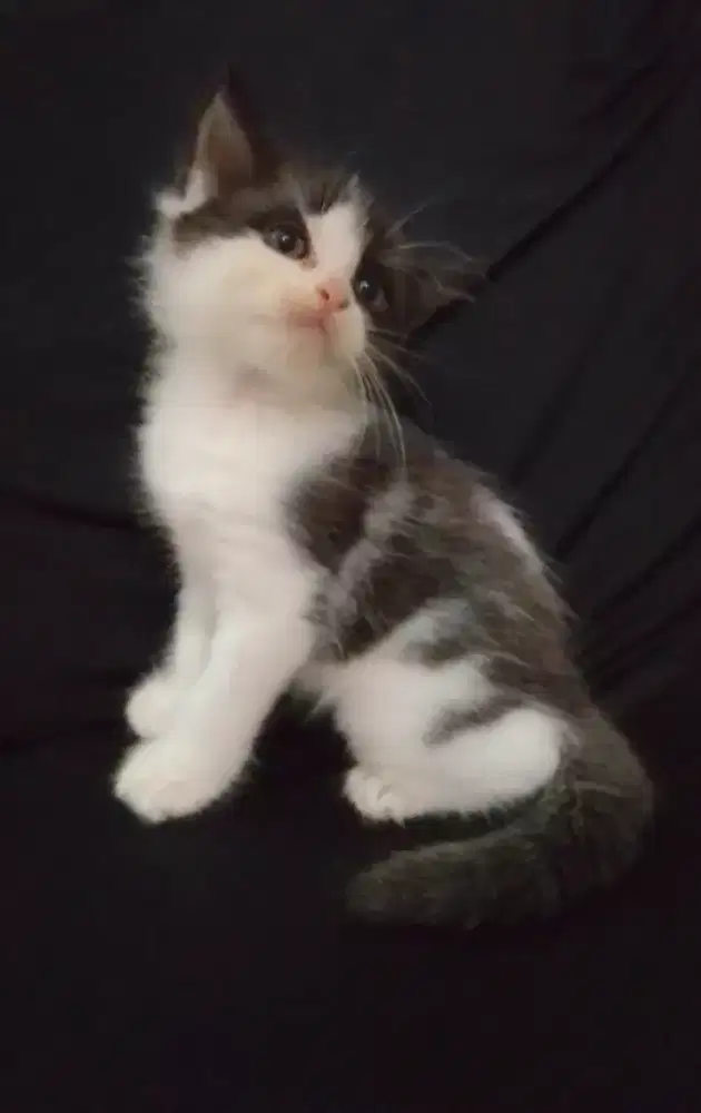 Kitten munckin ns jantan