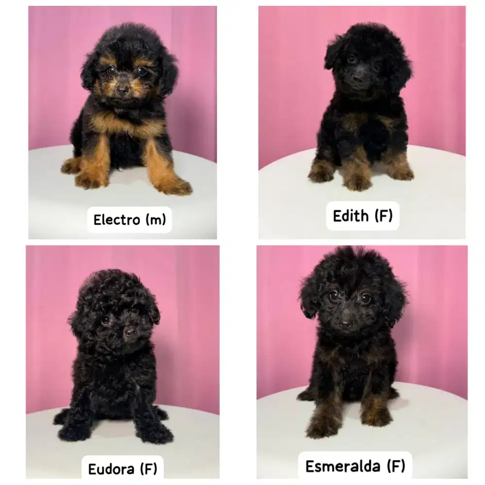 Toy tiny poodle nego sampai deal