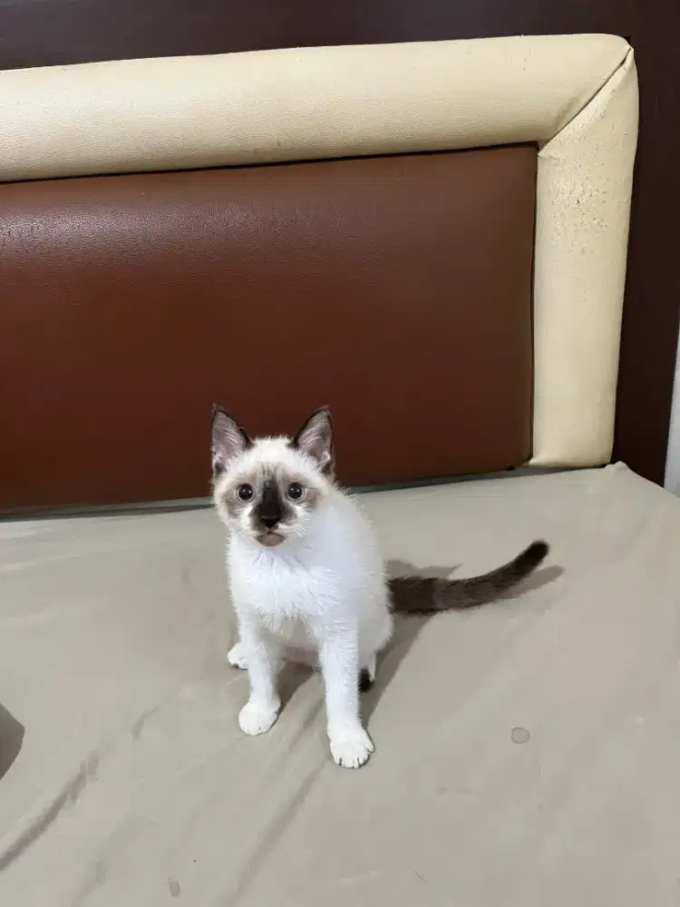 Kitten / Anak Kucing Siam mix Ragdoll