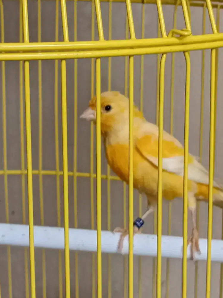 Kenari jantan 100% loper body bigs