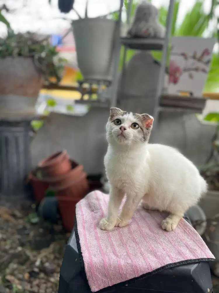Scottish Fold Jantan 3bln