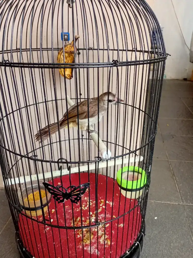 Trucuk trotol jinak mandiri poor