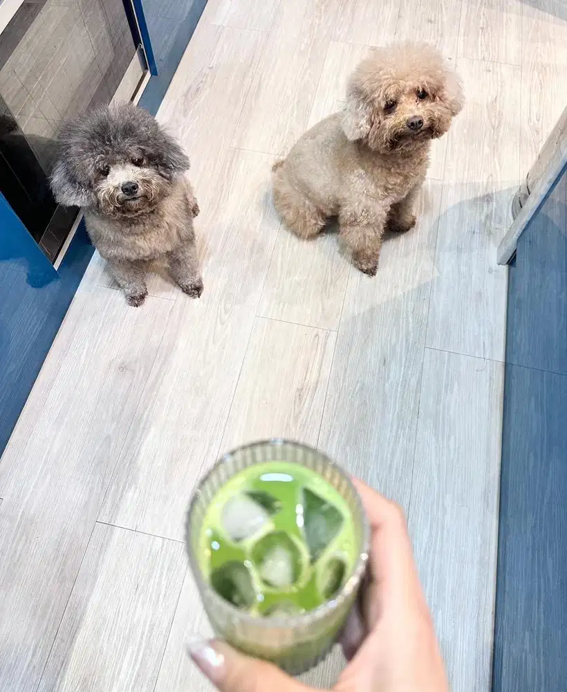 DIBUTUHKAN ART PULANG PERGI